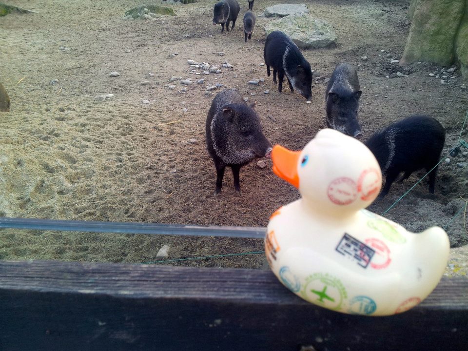 Gummiente vor Tiergehege in einem kroatischen Zoo